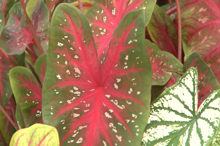 Caladiums brighten up shady spots